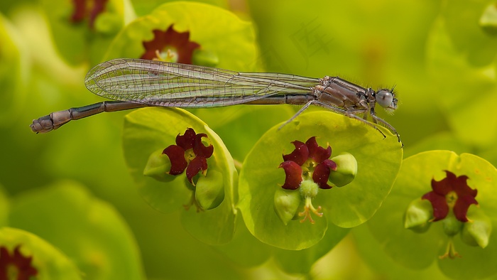 Ischnura Elegans，蜻蜓，Palisades Spurge