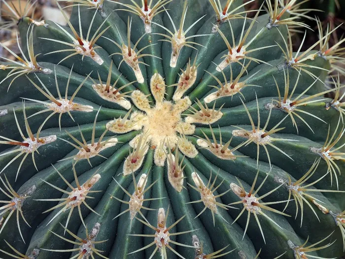 仙人掌，刺，刺，性质，植物，自然，开花