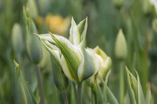 鲜花，郁金香，春天，性质，多彩，关闭，夏天