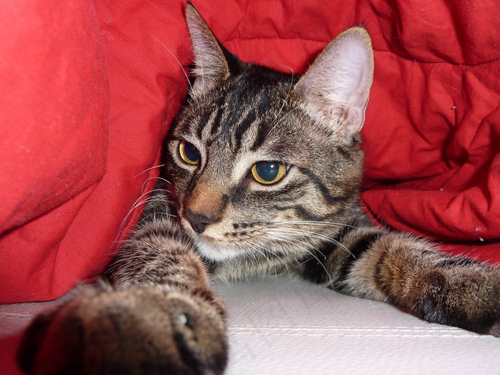 猫，图片，动物