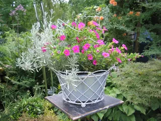 表，安排，鲜花，花园，颜色，绿色