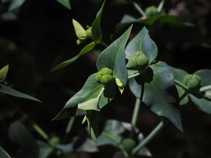 大戟Lathyris,大戟,大戟,大戟家庭 大戟Lathyris,大戟,大戟,大戟家庭