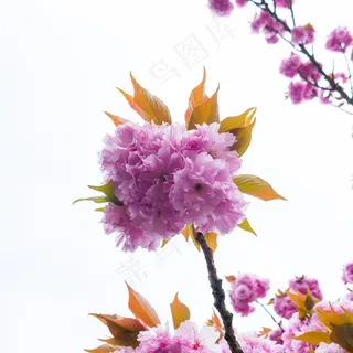 花,盛开,粉红色,树,春天,性质,花园 花,盛开,粉红色,树,春天,性质,花园