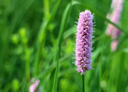 蛇虎杖，虎杖，已显示的虎杖，植物