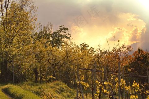 天空,油画,枫树,桂林海洋银杏,银杏树,云多云树木植物