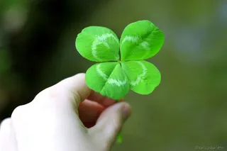 四叶草,花卉,五叶草,幸运草,手,幸运的一天