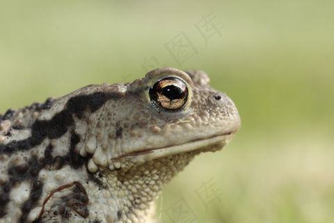 青蛙，蟾蜍，眼睛，两栖类，头，肖像，关闭