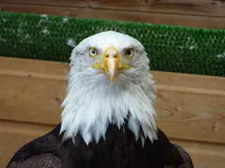 猛禽，鹰，鸟，自然