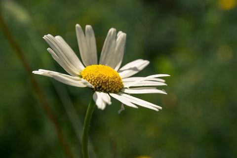 花,花,花园 花,花,花园