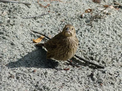 鸟，羽毛，动物，自然，特写，坐