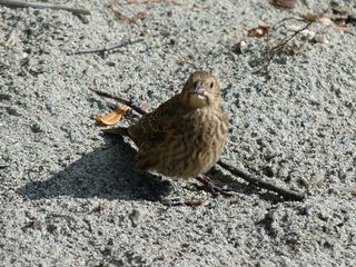 鸟，羽毛，动物，自然，特写，坐