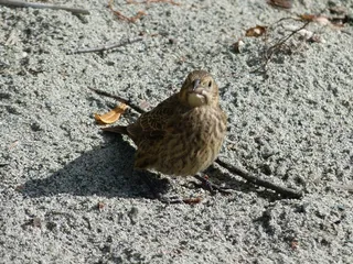 鸟，羽毛，动物，自然，特写，坐