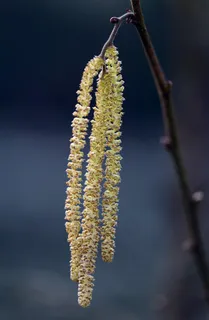 常见的榛树,榛属Avellana,雄花柳絮 常见的榛树,榛属Avellana,雄花柳絮
