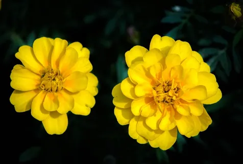 万寿菊,万寿菊Patula,花的,植物,盛开,花 万寿菊,万寿菊Patula,花的,植物,盛开,花