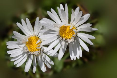 黛西，贝利斯哲学，陶森肖恩，Monatsroeserl