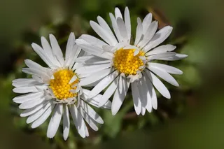 黛西，贝利斯哲学，陶森肖恩，Monatsroeserl