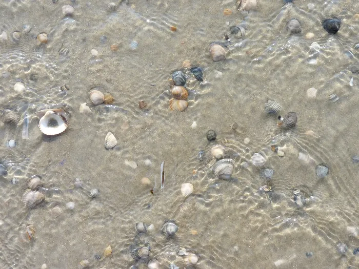水，贻贝，海，沙，海滩，冲浪，背景