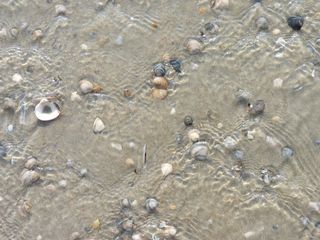 水，贻贝，海，沙，海滩，冲浪，背景