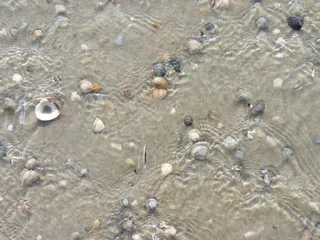 水，贻贝，海，沙，海滩，冲浪，背景