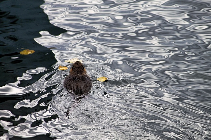 营养，水，游泳，啮齿动物，野生动物摄影