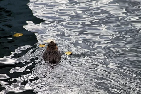 营养，水，游泳，啮齿动物，野生动物摄影
