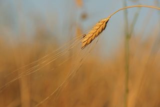 Einkorn，谷物，小麦，食品，Farro，健康，素食主义者