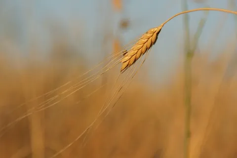 Einkorn,谷物,小麦,食品,Farro,健康,素食主义者 Einkorn,谷物,小麦,食品,Farro,健康,素食主义者
