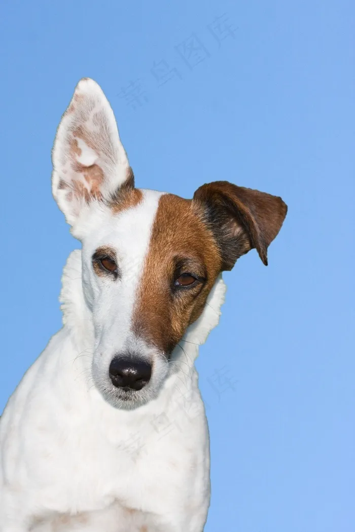 狗，小猎犬，狐狸梗，光滑的狐狸梗，动物