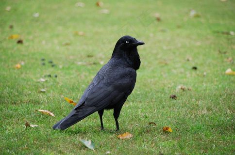 乌鸦，鸟，自然，野生