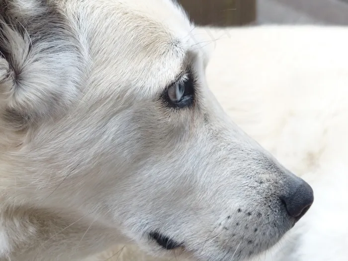 北极狼,小狗,玩具,猫,大白熊犬,白色的悲伤狗的肖像