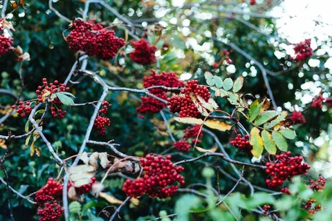 花卉,红果,红果子,山丁子,北五味子,自然红色灌木树 花卉,红果,红果子,山丁子,北五味子,自然红色灌木树