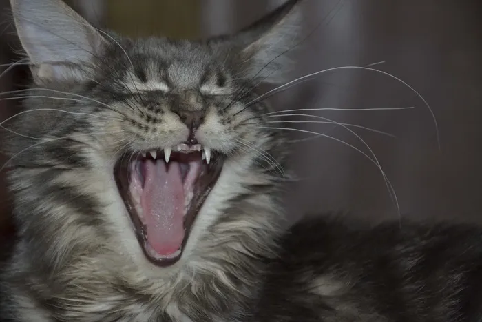 缅因浣熊，猫，牙齿