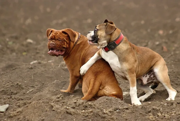 狗，大，Dogue De Bordeaux，Dog De Bordeaux