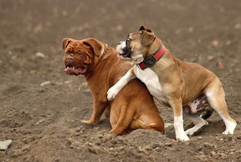狗，大，Dogue De Bordeaux，Dog De Bordeaux