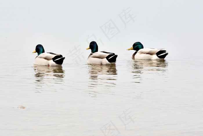 鸭子，团队，三重奏，绿头鸭，三，水禽，鸟