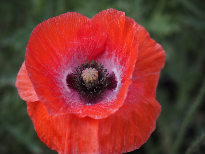 罂粟，虞美人，鲜花，开花植物