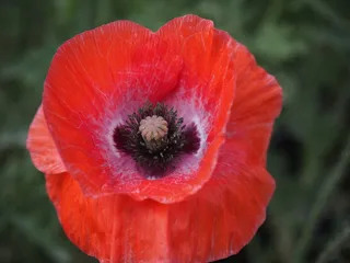 罂粟，虞美人，鲜花，开花植物