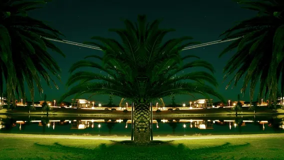 棕榈树，灯笼，湖岸，池塘，公园，夜