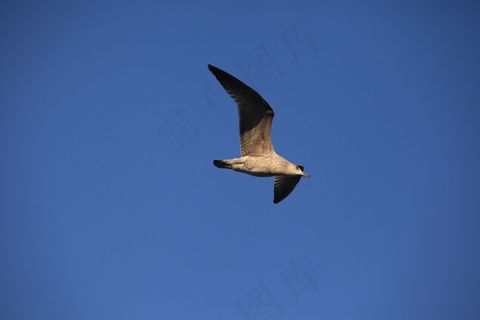 海鸥，鸟，蓝天