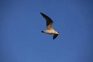 海鸥，鸟，蓝天