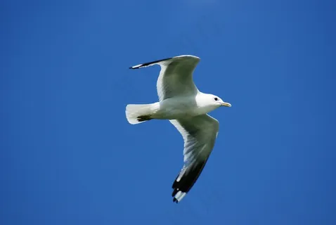 性质，动物，鸟，海鸥，飞，自由，天空，白色