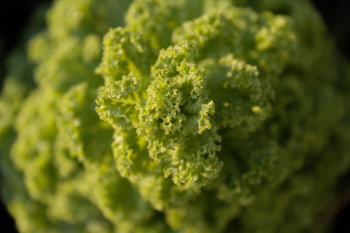 沙拉，耕种，农业，花园，健康