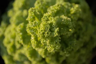 沙拉，耕种，农业，花园，健康