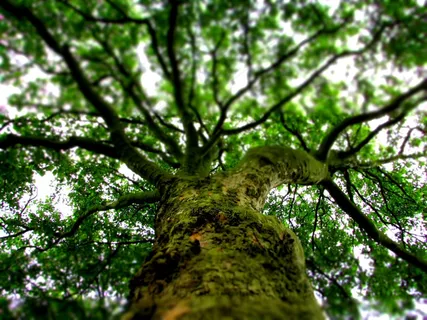 树，自然，夏天