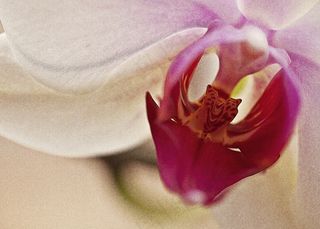 兰花，兰花，花，开花，开花