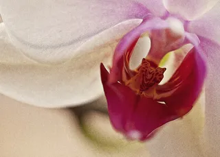 兰花，兰花，花，开花，开花