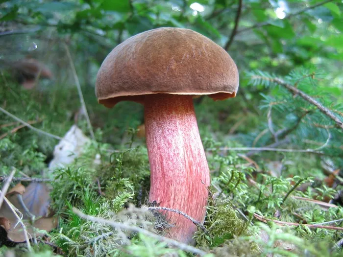 蘑菇，森林蘑菇，森林