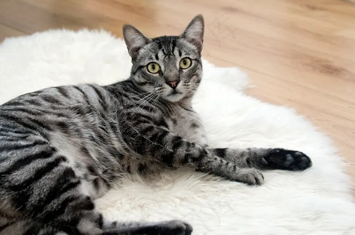 猫，宠物，眼睛，动物，小猫，美丽，爱情