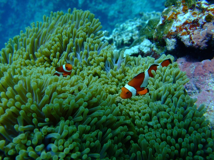 海，鱼，潜水，尼莫
