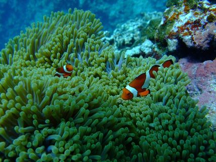 海，鱼，潜水，尼莫